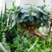The Best Succulent Gardens in The World