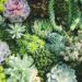 Learn Eco-Friendly Ways of Caring for Your Succulents