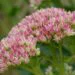 Top Tips in Growing and Caring for Sedum Succulents