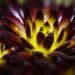 A Guide to Dark-Colored Flowering Succulent Plants