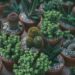 Identifying Succulents and Cacti