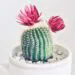 A List of Different Flowering Succulent Plants That You Can Grow At Home