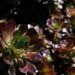 List of Purple Succulents You Can Grow At Home