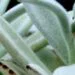 Tips for Growing Panda Plants