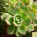 What Are the Best Echeveria Types to Grow?
