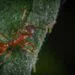 How to Treat Mealybugs on Your Succulents