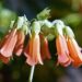 A Comprehensive Guide to Kalanchoe Tublifora Care and Toxicity