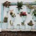 How To Save An Overwatered Succulent