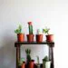 A List of Low Light Succulents to Grow