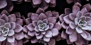 How to Care for Echeveria Purple Pearl