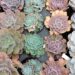 Learn About the Types of Echeveria and How to Care for Them