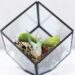 Learn How to Care for Bulbosa Air Plant