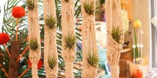 How to Grow and Care for Ionantha Fuego