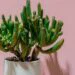 Fun Succulents that Match Your Zodiac Sign